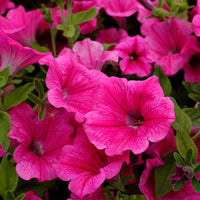 Traditionssorte Surfinia Blumensamen zur Aussaat sonnenliebend Traditionssorte & ohne Gentechnik Samen Hausgarten