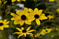 Gelb Sonnenhut Triloba Blumensamen zur Aussaat robust Sorte Traditionssorte & ohne Gentechnik Samen Hausgarten
