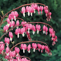 Bleeding Heart Blumensamen zur Aussaat Wildblume Mischung Traditionssorte & ohne Gentechnik Samen Hausgarten