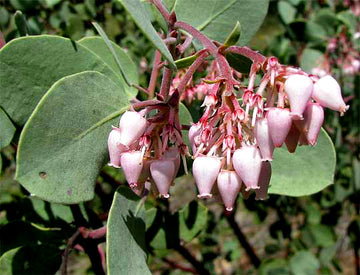 Elevate Outdoors Whiteleaf Manzanita Aussaat Samen Shrubbery