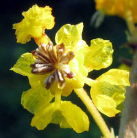 Byrsonima Crassifolia Blumensamen zur Aussaat robust Sorte Traditionssorte & ohne Gentechnik Samen Hausgarten