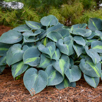 Sea Grün Hosta Blumensamen zur Aussaat – kompakt Wuchs – Traditionssorte & ohne Gentechnik Samen Hausgarten