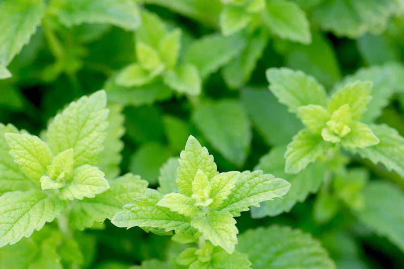 lemon balm samen melissa officinalis