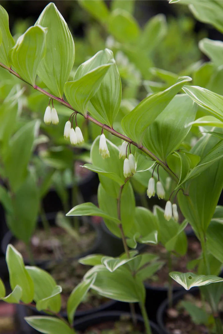 Weiß polygonatum blume samen for anpflanzung - perfect for borders, heirloom & gmo free samen for home garten
sale samen for home garten