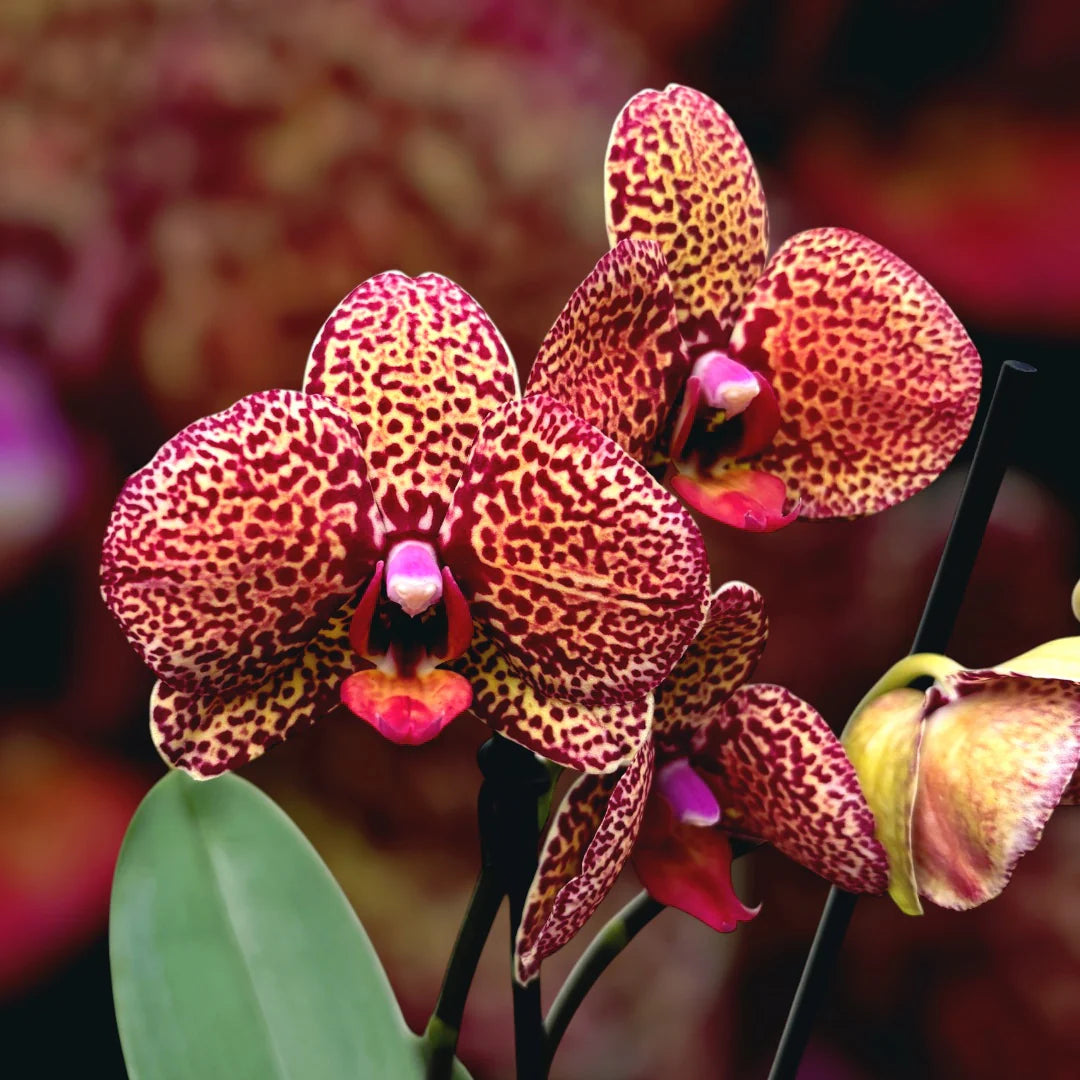 Gelb & Lila Schmetterlingsorchidee Orchidee Blumensamen zur Aussaat robust Sorte Traditionssorte & ohne Gentechnik Samen Hausgarten