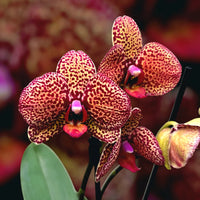 Gelb & Lila Schmetterlingsorchidee Orchidee Blumensamen zur Aussaat robust Sorte Traditionssorte & ohne Gentechnik Samen Hausgarten