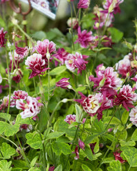 Winky gefüllt Blumensamen zur Aussaat robust Sorte Traditionssorte & ohne Gentechnik Samen Hausgarten