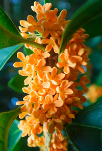 Traditionssorte Osmanthus Baum Blumensamen zur Aussaat Anzucht Traditionssorte & ohne Gentechnik Samen Hausgarten