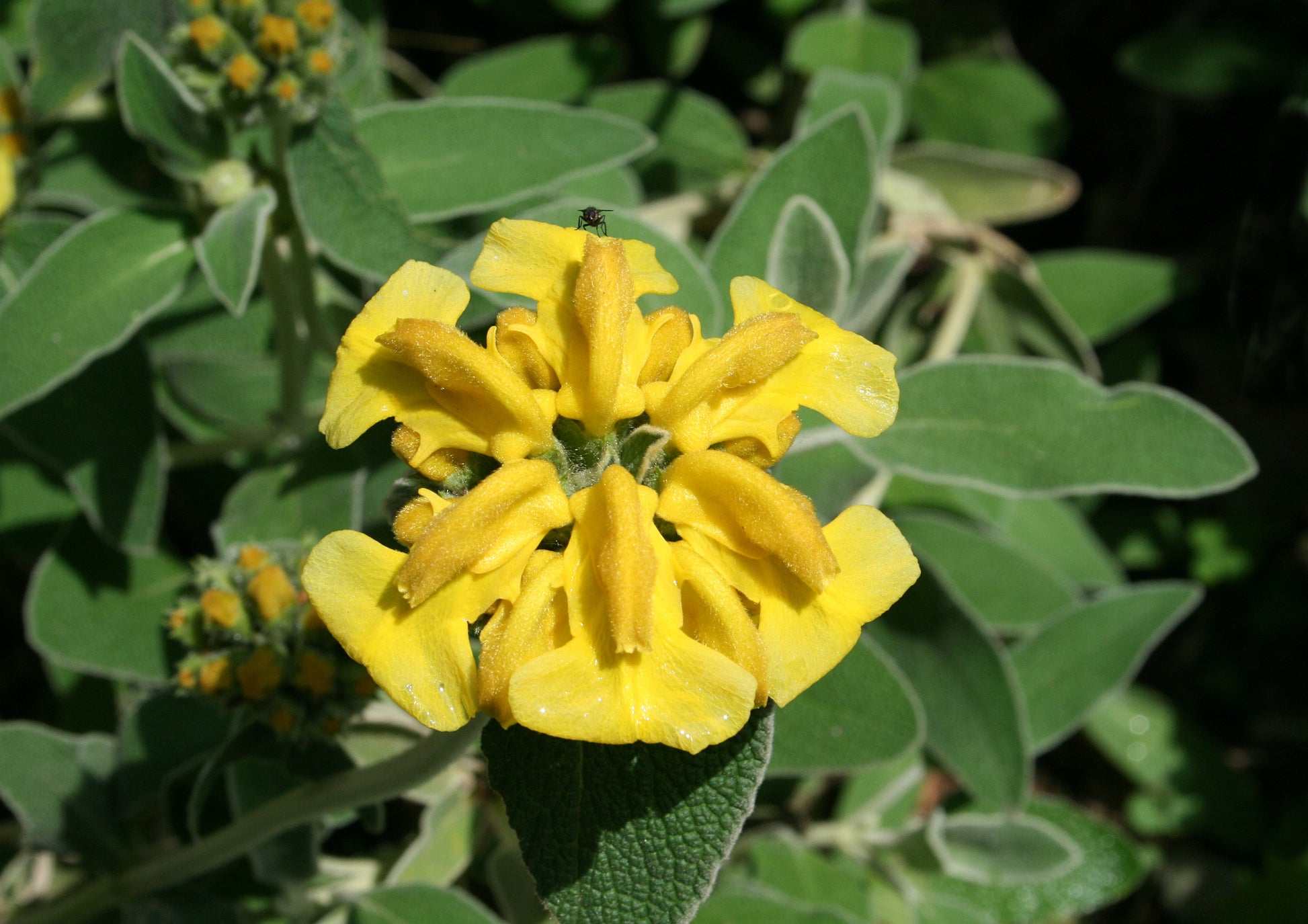 Sage Jerusalem Blumensamen zur Aussaat ideal Rabatten Traditionssorte & ohne Gentechnik Samen Hausgarten