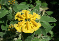 Sage Jerusalem Blumensamen zur Aussaat ideal Rabatten Traditionssorte & ohne Gentechnik Samen Hausgarten