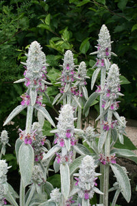 Stachys Blumensamen zur Aussaat leuchtend Traditionssorte & ohne Gentechnik Samen Hausgarten