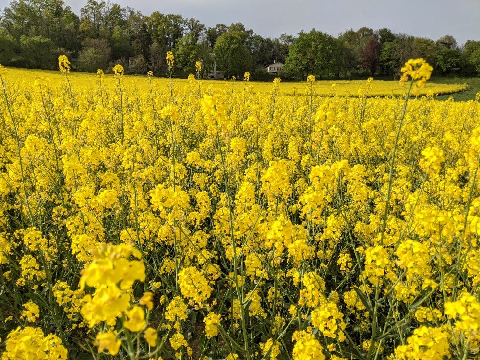 Gelb Rape Blumensamen zur Aussaat – duftend Blüten – Traditionssorte & ohne Gentechnik Samen Hausgarten