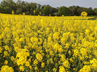 Gelb Rape Blumensamen zur Aussaat – duftend Blüten – Traditionssorte & ohne Gentechnik Samen Hausgarten