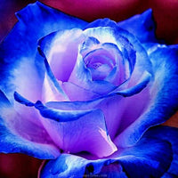 Rosa und Blau Rose Blumensamen zur Aussaat – ideal Rabatten – Traditionssorte & ohne Gentechnik Samen Hausgarten