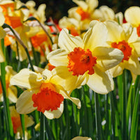 Light gelb narcissus blume samen for anpflanzung - colorful display, heirloom & gmo free samen for home garten
 
 sale samen for anpflanzung in home garten