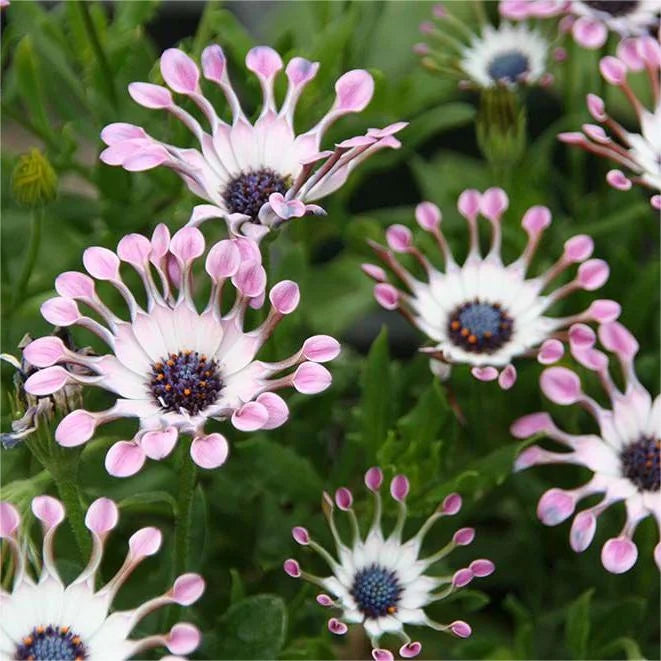 Power Spider Chrysantheme Blumensamen zur Aussaat farbenfroh Schau Traditionssorte & ohne Gentechnik Samen Hausgarten