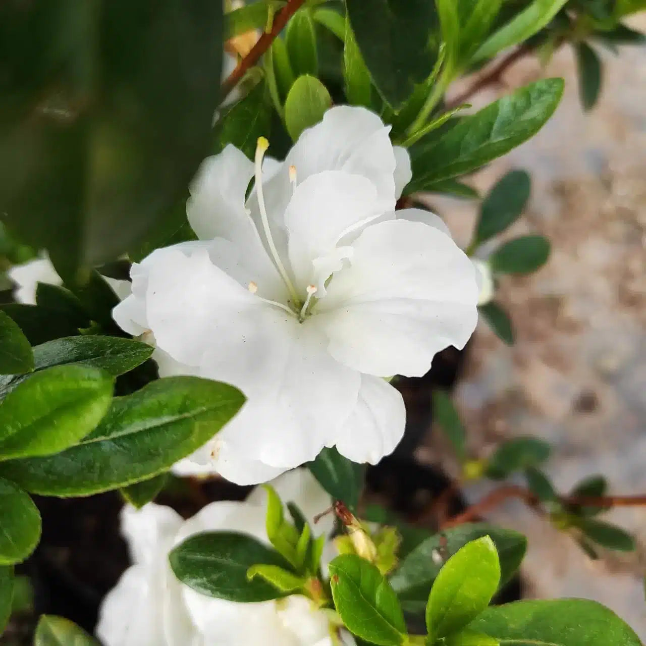 Weiß Azalee Blumensamen zur Aussaat robust Sorte Traditionssorte & ohne Gentechnik Samen Hausgarten