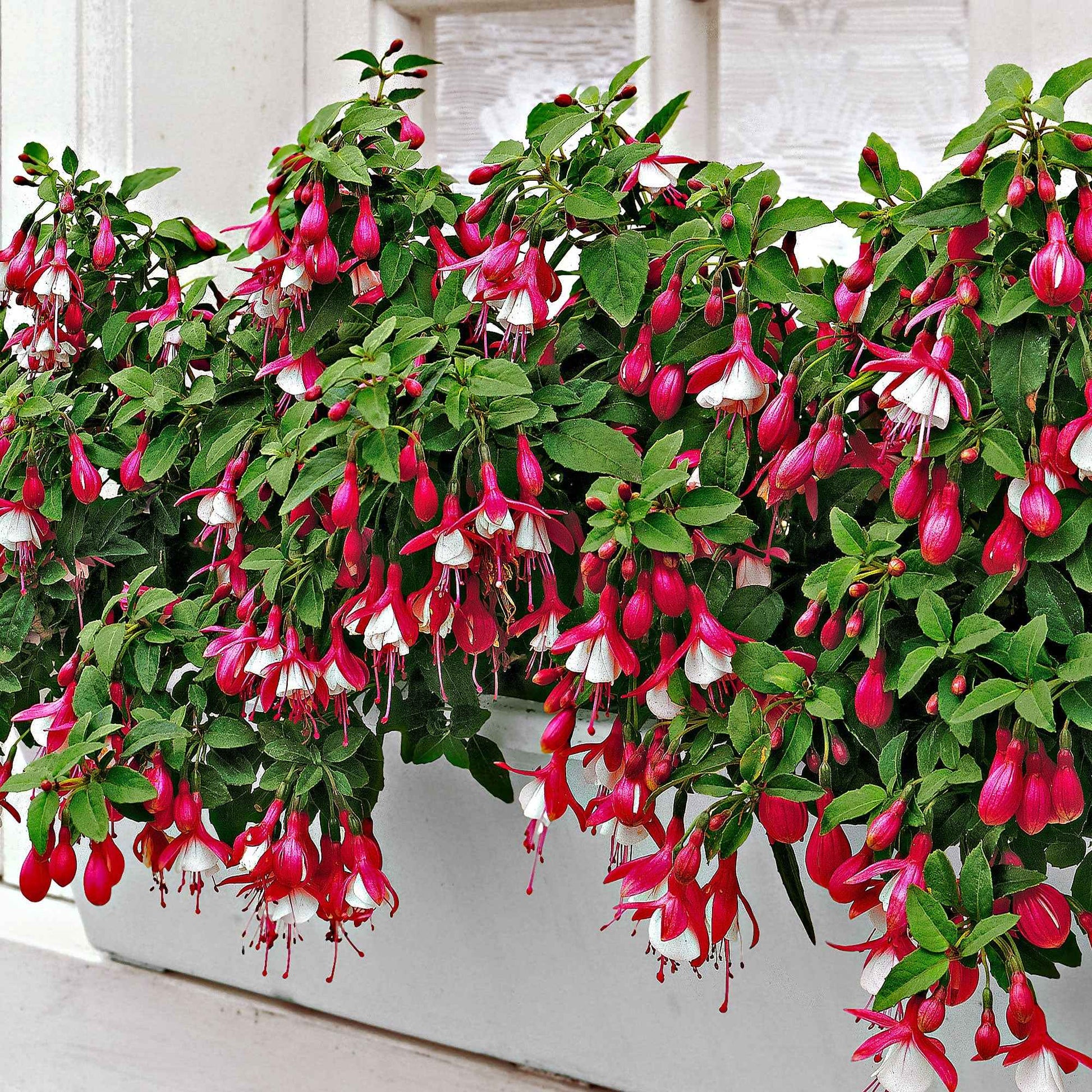 Lanterna Blumen Semi Fuchsie hängend Blumen