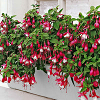 Lanterna Blumen Semi Fuchsie hängend Blumen