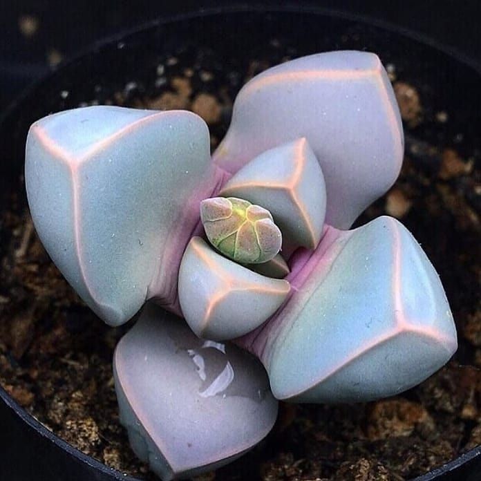 Sea Grün Lapidaria Margaretae Blumensamen zur Aussaat – Schnitt Blume beliebt – Traditionssorte & ohne Gentechnik Samen Hausgarten