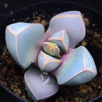 Sea Grün Lapidaria Margaretae Blumensamen zur Aussaat – Schnitt Blume beliebt – Traditionssorte & ohne Gentechnik Samen Hausgarten