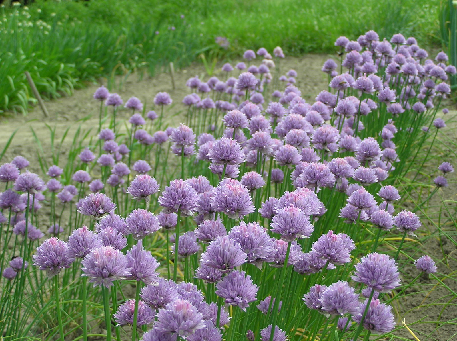 Schoenoprasum Blumensamen zur Aussaat Schnitt Blume beliebt Traditionssorte & ohne Gentechnik Samen Hausgarten