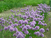 Schoenoprasum Blumensamen zur Aussaat Schnitt Blume beliebt Traditionssorte & ohne Gentechnik Samen Hausgarten