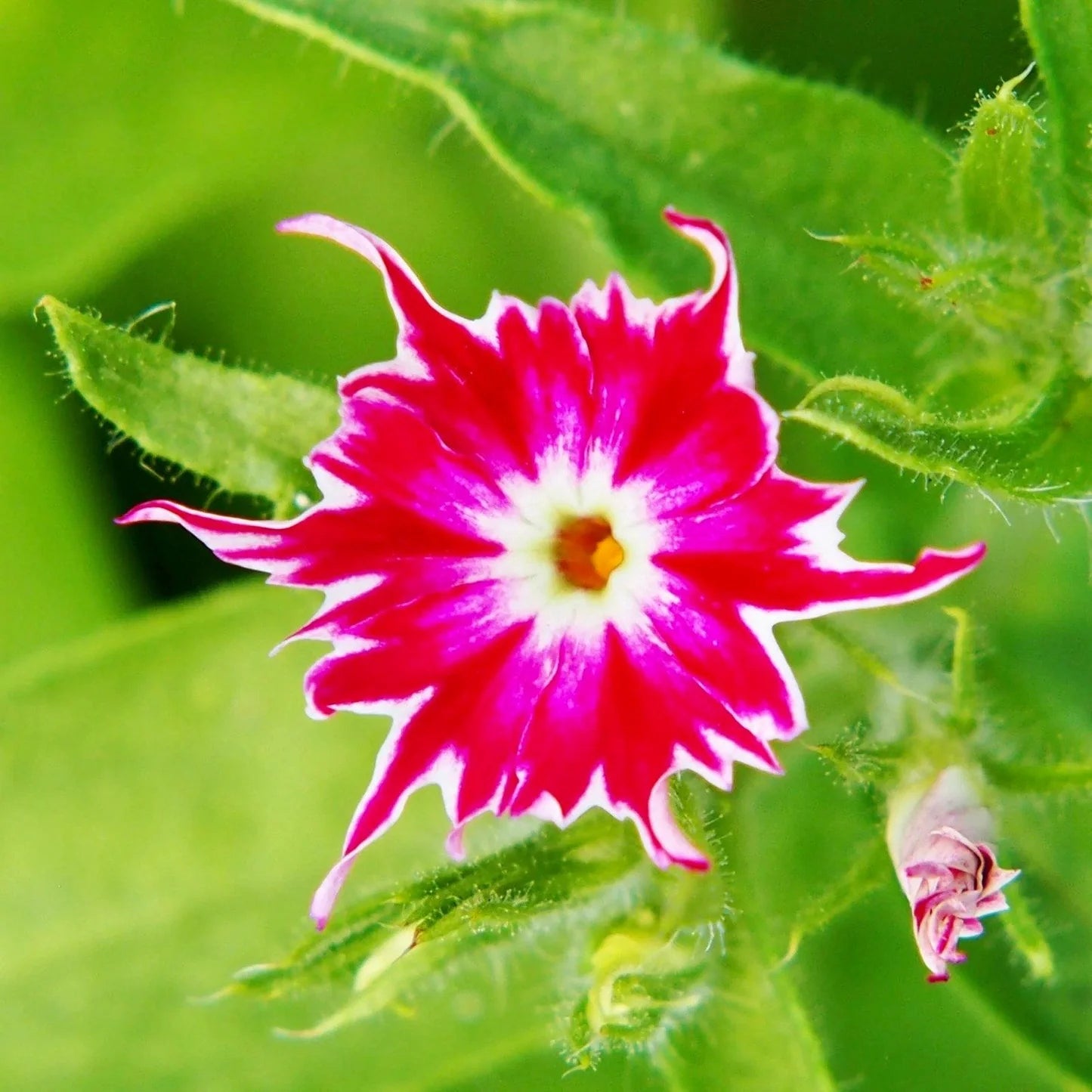 Gemischt Twinkle Star Blumensamen zur Aussaat – duftend Blüten – Traditionssorte & ohne Gentechnik Samen Hausgarten