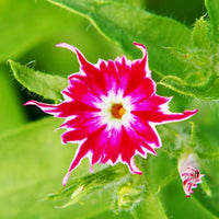 Gemischt Twinkle Star Blumensamen zur Aussaat – duftend Blüten – Traditionssorte & ohne Gentechnik Samen Hausgarten
