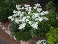 Weiß Euphorbia Marginata Landscaping – Samen leuchtend Greenery