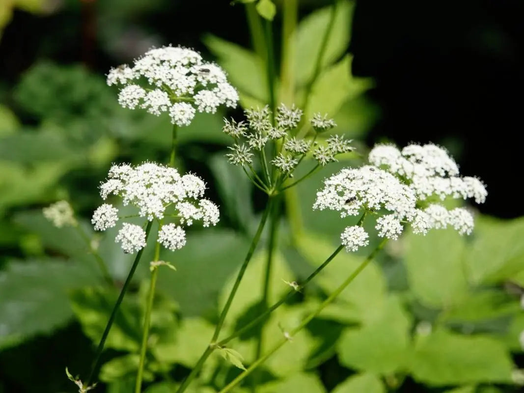 Aegopodium Podagraria Blumensamen zur Aussaat Halbschatten verträglich Traditionssorte & ohne Gentechnik Samen Hausgarten