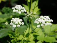 Aegopodium Podagraria Blumensamen zur Aussaat Halbschatten verträglich Traditionssorte & ohne Gentechnik Samen Hausgarten