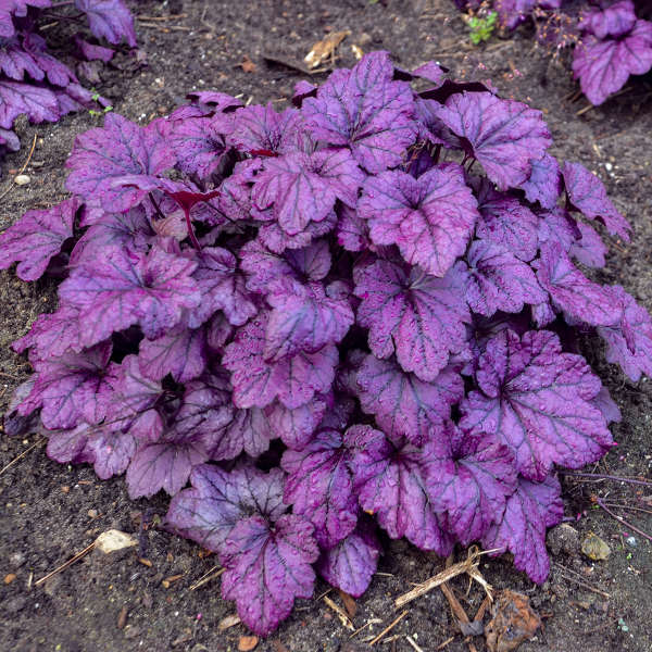 Traditionssorte Coral Bells Blumensamen zur Aussaat lang Blüte Saison Traditionssorte & ohne Gentechnik Samen Hausgarten