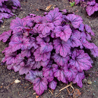 Traditionssorte Coral Bells Blumensamen zur Aussaat lang Blüte Saison Traditionssorte & ohne Gentechnik Samen Hausgarten