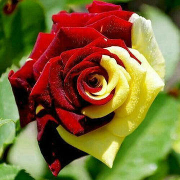 Gelb Kastanienrot Rose Blumensamen zur Aussaat Halbschatten verträglich Traditionssorte & ohne Gentechnik Samen Hausgarten