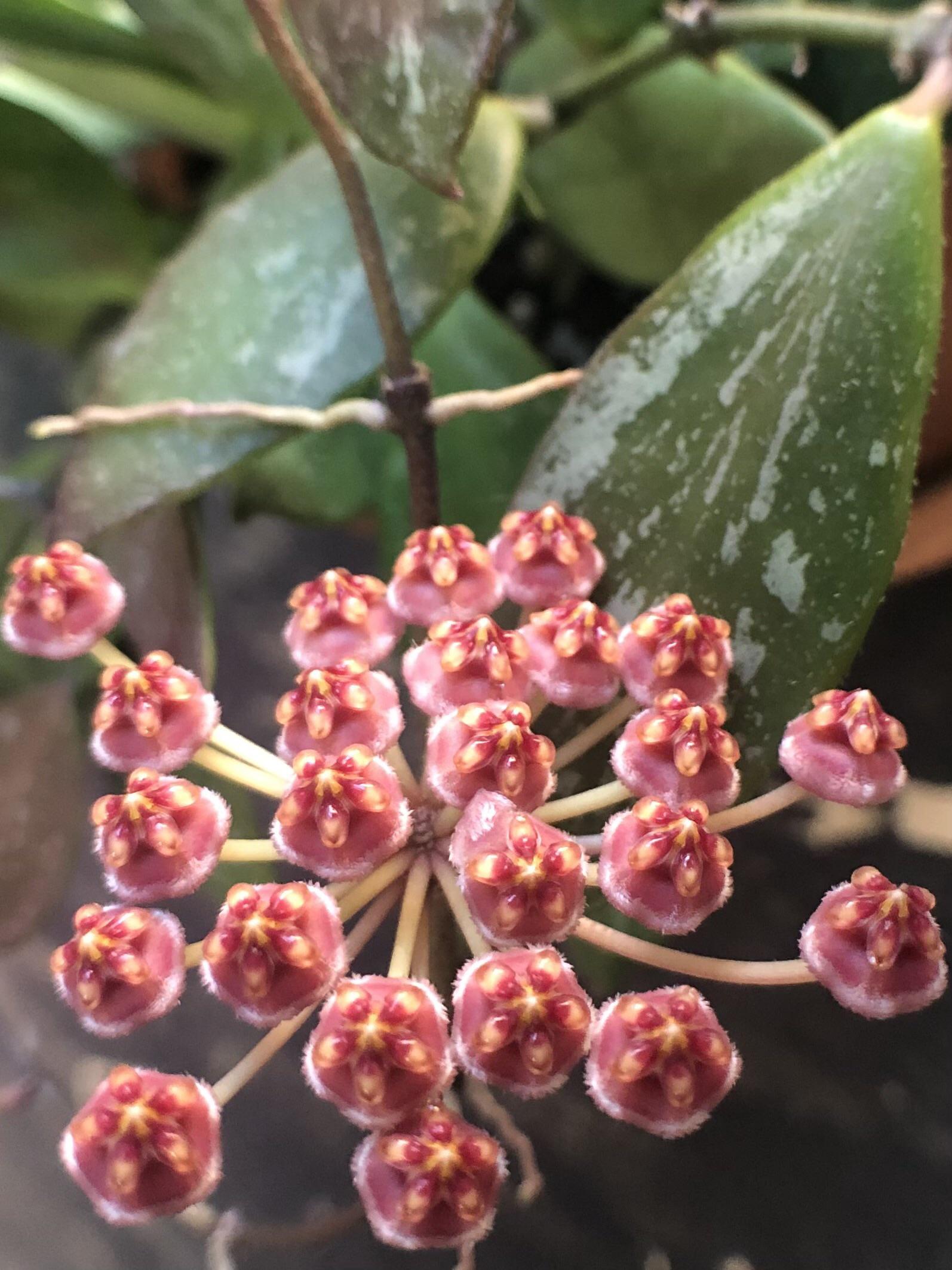 Hoya Gracilis Blumensamen zur Aussaat Drought verträglich Traditionssorte & ohne Gentechnik Samen Hausgarten