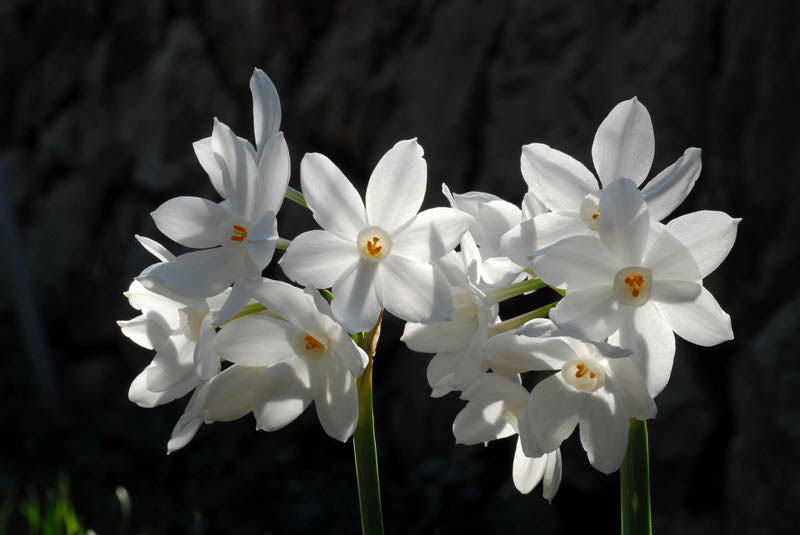 Cymbidium Maxillaria Goeringii Pflanze Samen zur Aussaat – Samen elegant Weiß Blüten Garten