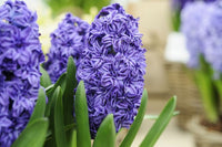 Lila Hyacinthus Orientalis Blumensamen zur Aussaat – Anzucht – Traditionssorte & ohne Gentechnik Samen Hausgarten