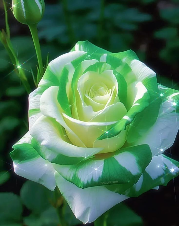 Grün Weiß Rose Blumensamen zur Aussaat – Traditionssorte ohne Gentechnik – Keimung biologisch Garten Samen