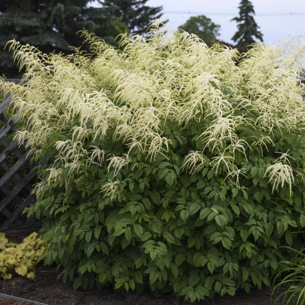 Aruncus Dioicus Blumensamen zur Aussaat lang Blüte Saison Traditionssorte & ohne Gentechnik Samen Hausgarten