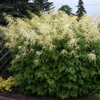 Aruncus Dioicus Blumensamen zur Aussaat lang Blüte Saison Traditionssorte & ohne Gentechnik Samen Hausgarten