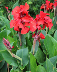 Canna Blumensamen zur Aussaat – ideal Rabatten – Traditionssorte & ohne Gentechnik Samen Hausgarten