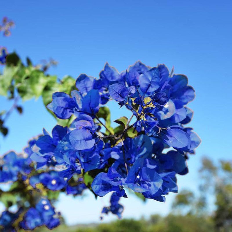 Blau Spectabilis Blumensamen zur Aussaat leuchtend Blüten für Ihren Garten