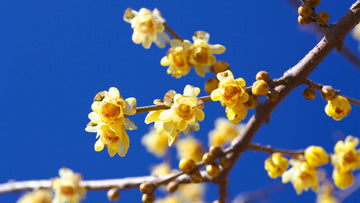 Wintersweet (wintersweet blume) samen for anpflanzung in home garten