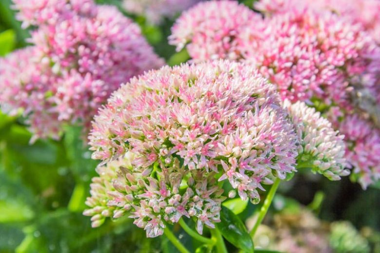 Stonecrop Blumensamen zur Aussaat saisonal Dauerblüher Traditionssorte & ohne Gentechnik Samen Hausgarten
