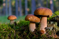 Porcini Pilz Samen zum Pflanzen