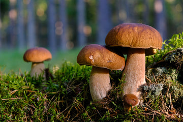 Porcini Pilz Samen zum Pflanzen