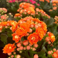 Rot Gelb Flammendes Käthchen Blumensamen zur Aussaat Bestäuber freundlich Traditionssorte & ohne Gentechnik Samen Hausgarten