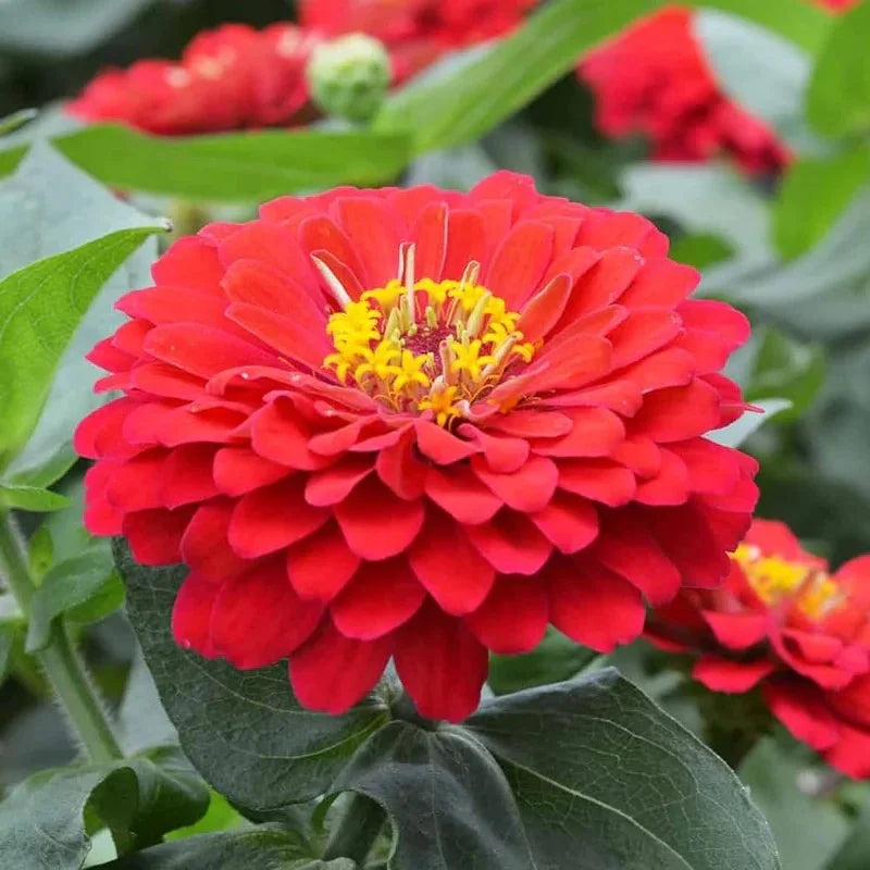tief Rot Zinnie Blumensamen zur Aussaat Wildblume Mischung Traditionssorte & ohne Gentechnik Samen Hausgarten