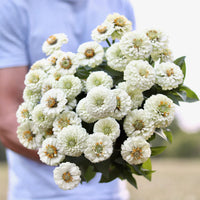 Weiß Oklahoma Blumensamen zur Aussaat – leuchtend – Traditionssorte & ohne Gentechnik Samen Hausgarten